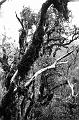 Forest near Franz Josef Glacier 00580023